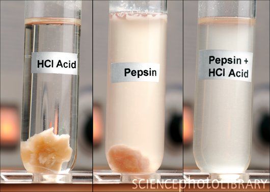 What is the function of hydrochloric acid in the stomach?