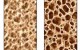 bone-loss bone-loss