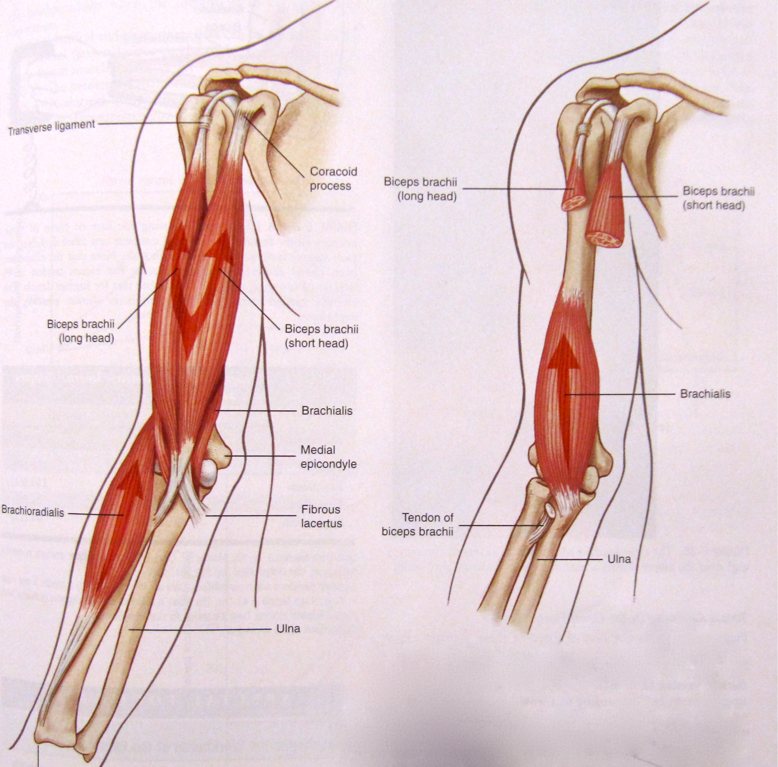 More Ways to Hammer Your Biceps | Functional Fitness Blog